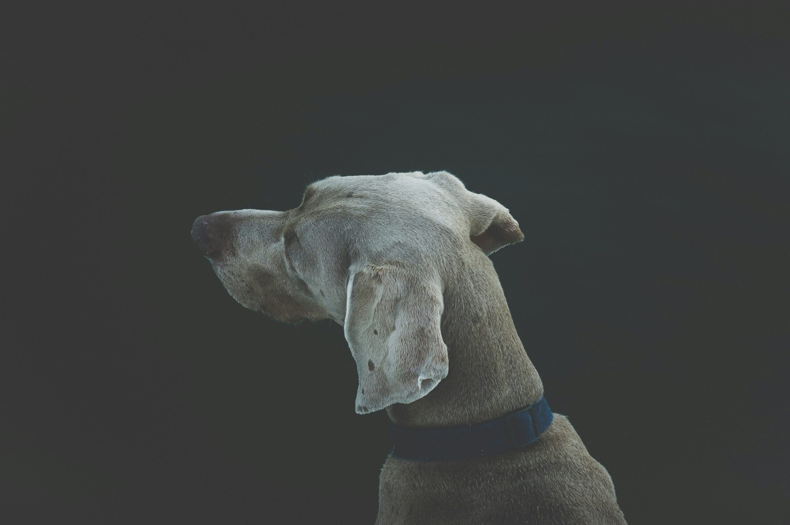 selective focus photography of short-coated white and tan dog